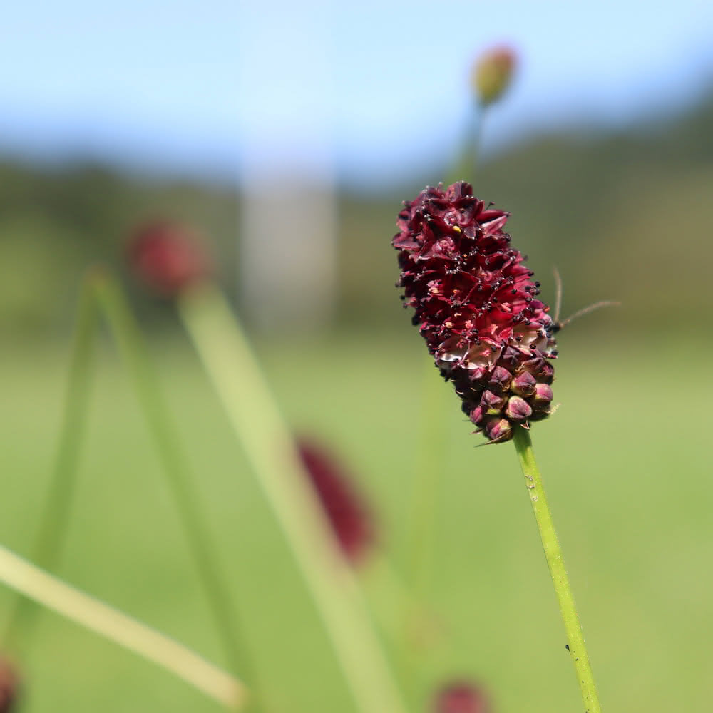 Grosser_Wiesenknopf
