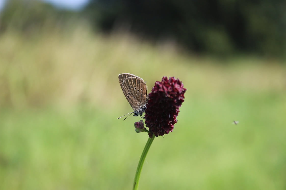 Wiesenknopf_-_Ameisenblaeuling_in_der_Saaleaue