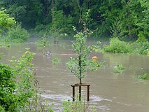 Hochwasser Mai/Juni 2013: hinter der Saalebrücke