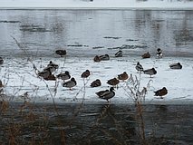 Winter 2012: Enten auf der Saale (13. Februar 2012)